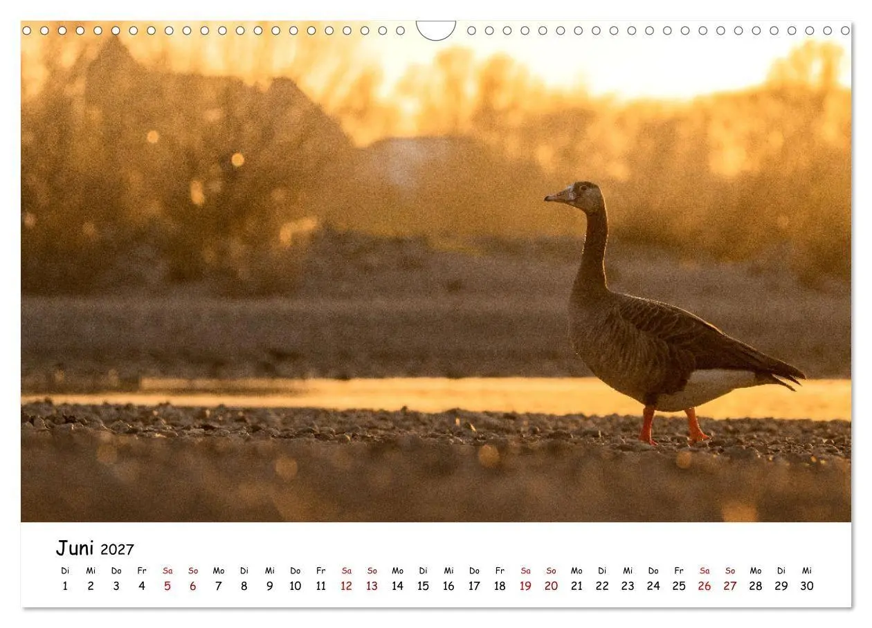 Bild: 9783569331884 | Deutschlands Vogelwelt (Wandkalender 2027 DIN A3 quer), CALVENDO...