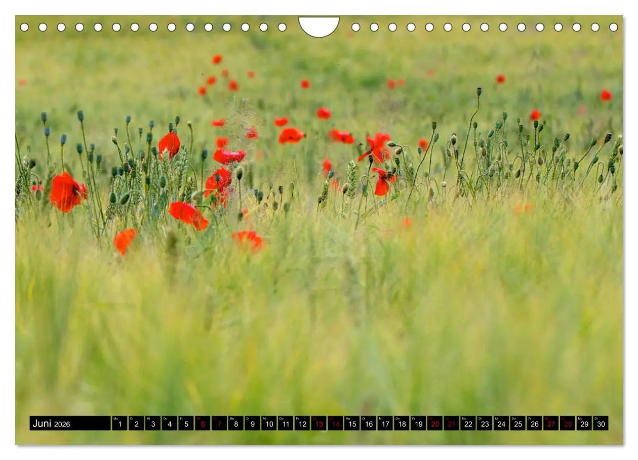 Bild: 9783457901984 | Oderlandschaft (Wandkalender 2026 DIN A4 quer), CALVENDO...