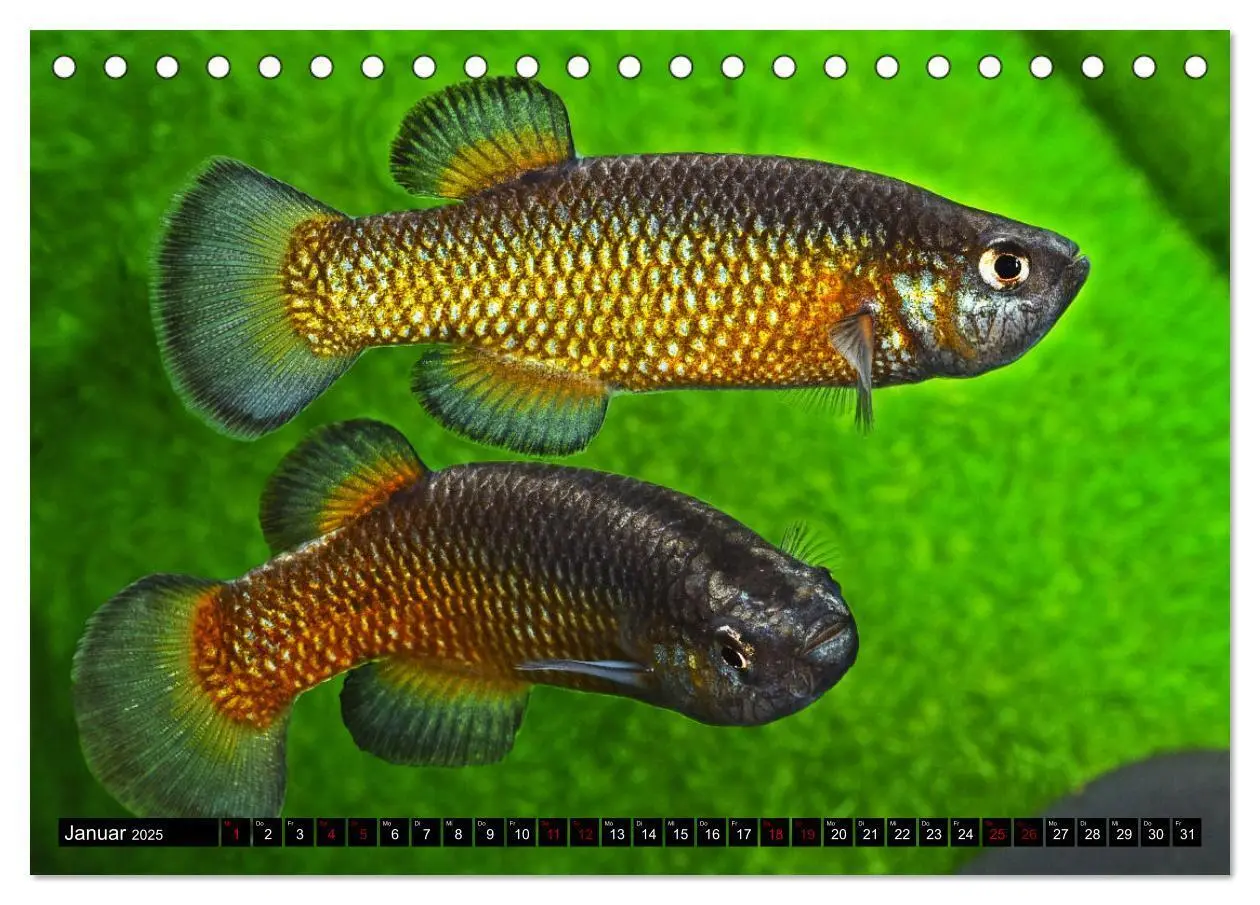 Bild: 9783383912184 | Outdoor-Aquaristik (Tischkalender 2025 DIN A5 quer), CALVENDO...