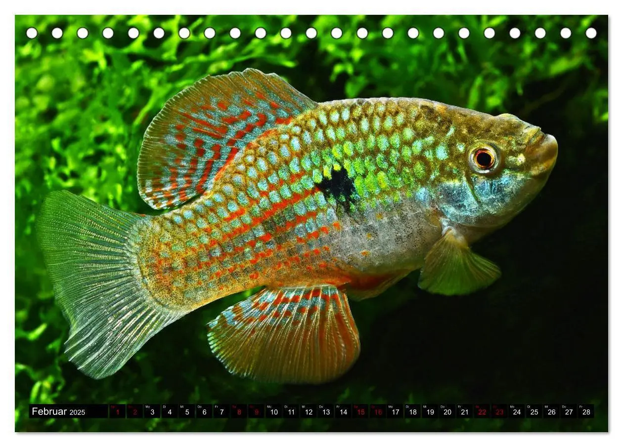 Bild: 9783383912184 | Outdoor-Aquaristik (Tischkalender 2025 DIN A5 quer), CALVENDO...