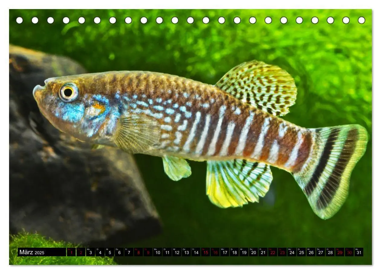 Bild: 9783383912184 | Outdoor-Aquaristik (Tischkalender 2025 DIN A5 quer), CALVENDO...