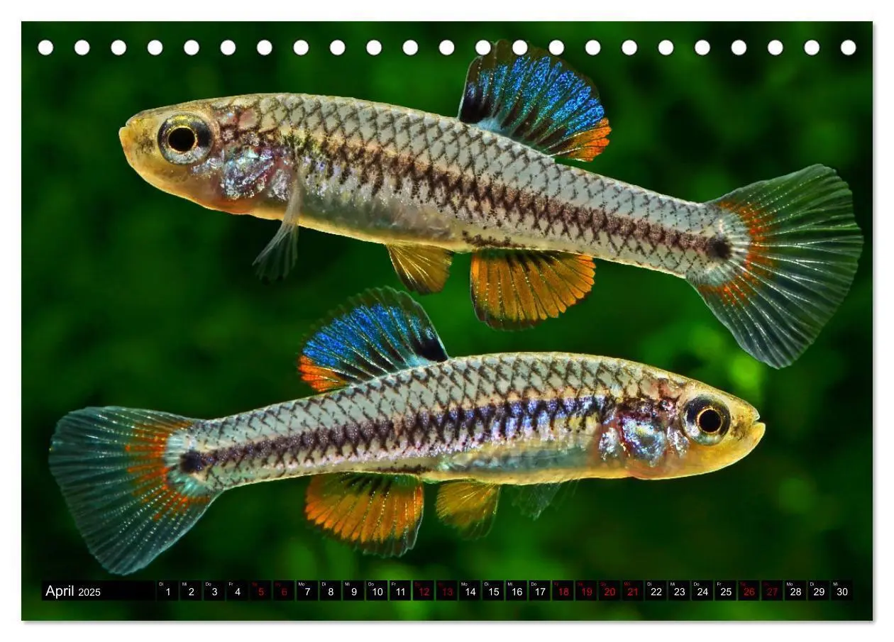 Bild: 9783383912184 | Outdoor-Aquaristik (Tischkalender 2025 DIN A5 quer), CALVENDO...