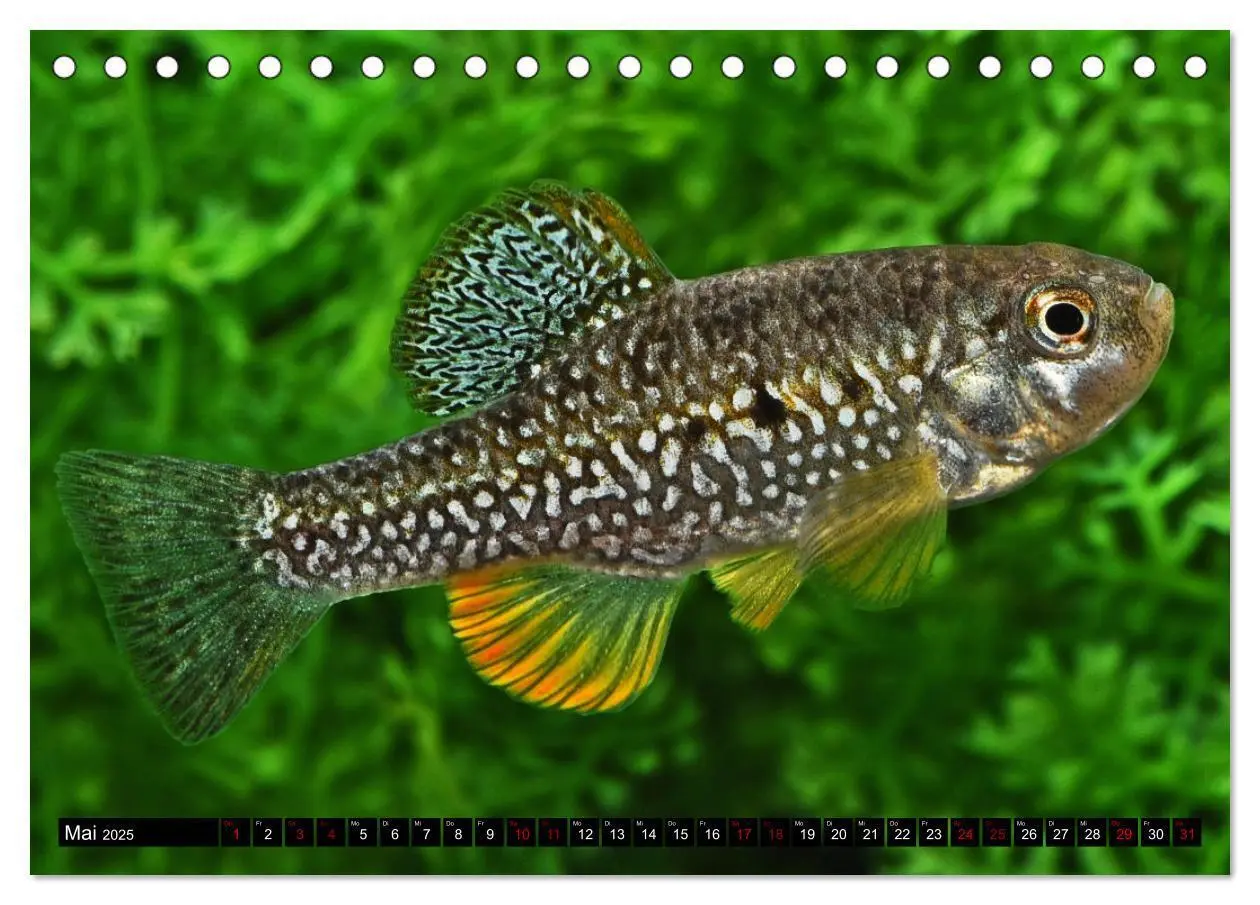 Bild: 9783383912184 | Outdoor-Aquaristik (Tischkalender 2025 DIN A5 quer), CALVENDO...