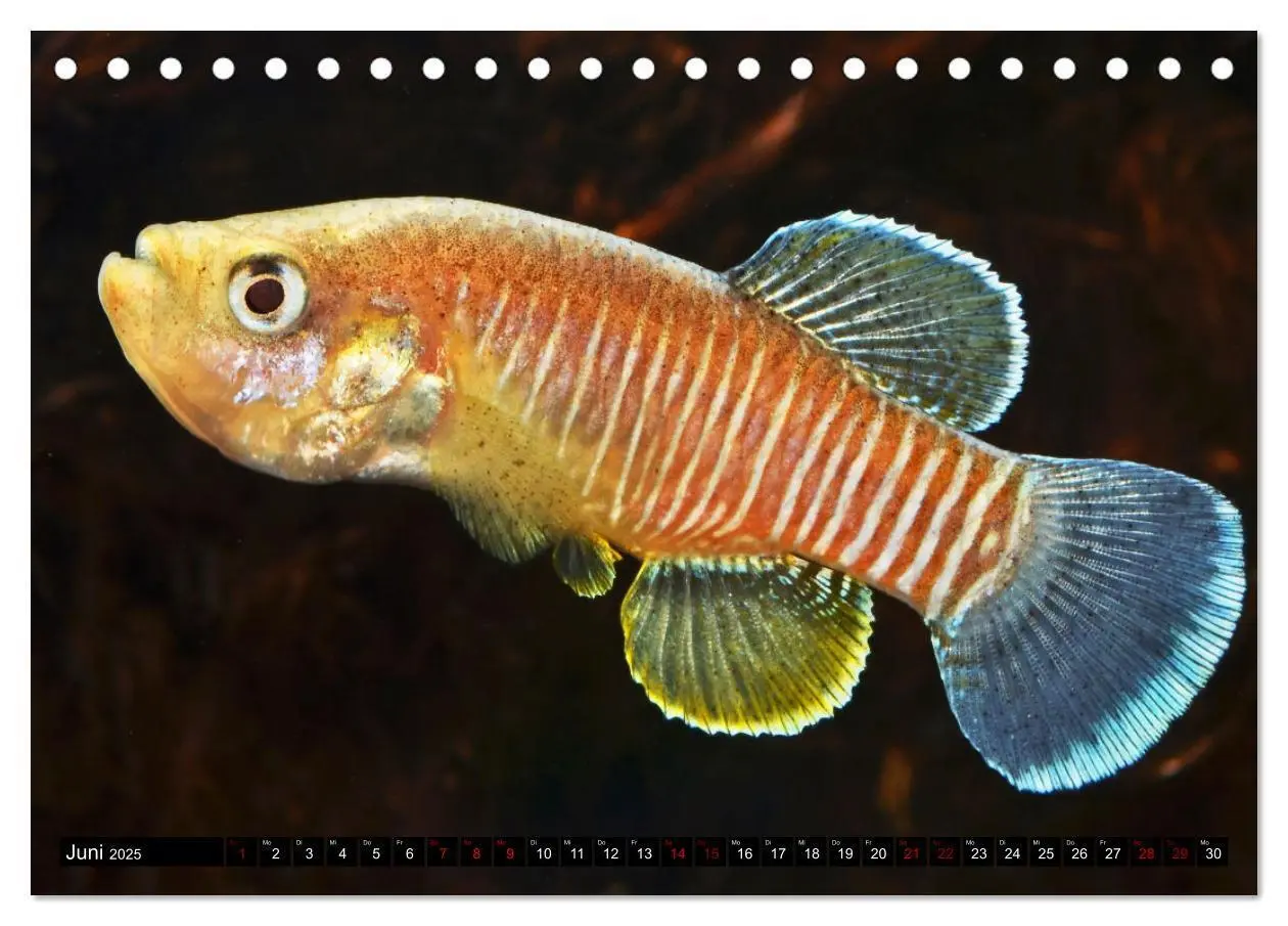 Bild: 9783383912184 | Outdoor-Aquaristik (Tischkalender 2025 DIN A5 quer), CALVENDO...