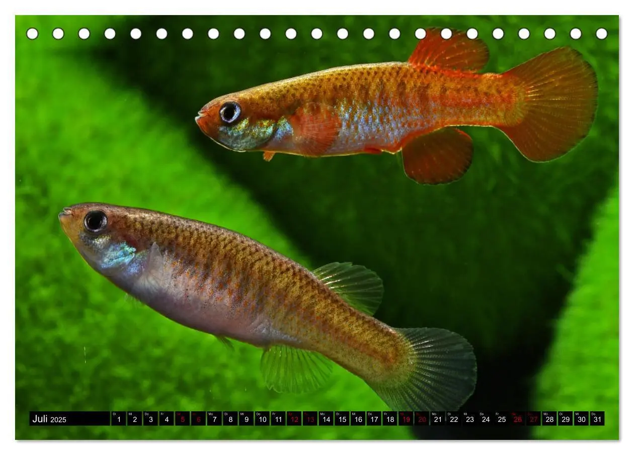 Bild: 9783383912184 | Outdoor-Aquaristik (Tischkalender 2025 DIN A5 quer), CALVENDO...