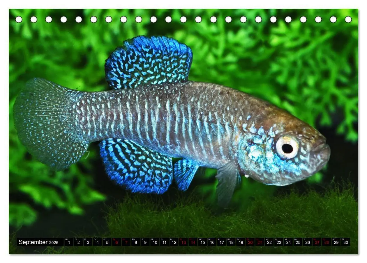 Bild: 9783383912184 | Outdoor-Aquaristik (Tischkalender 2025 DIN A5 quer), CALVENDO...