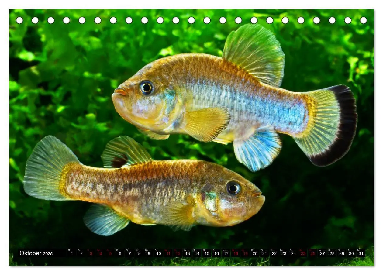 Bild: 9783383912184 | Outdoor-Aquaristik (Tischkalender 2025 DIN A5 quer), CALVENDO...