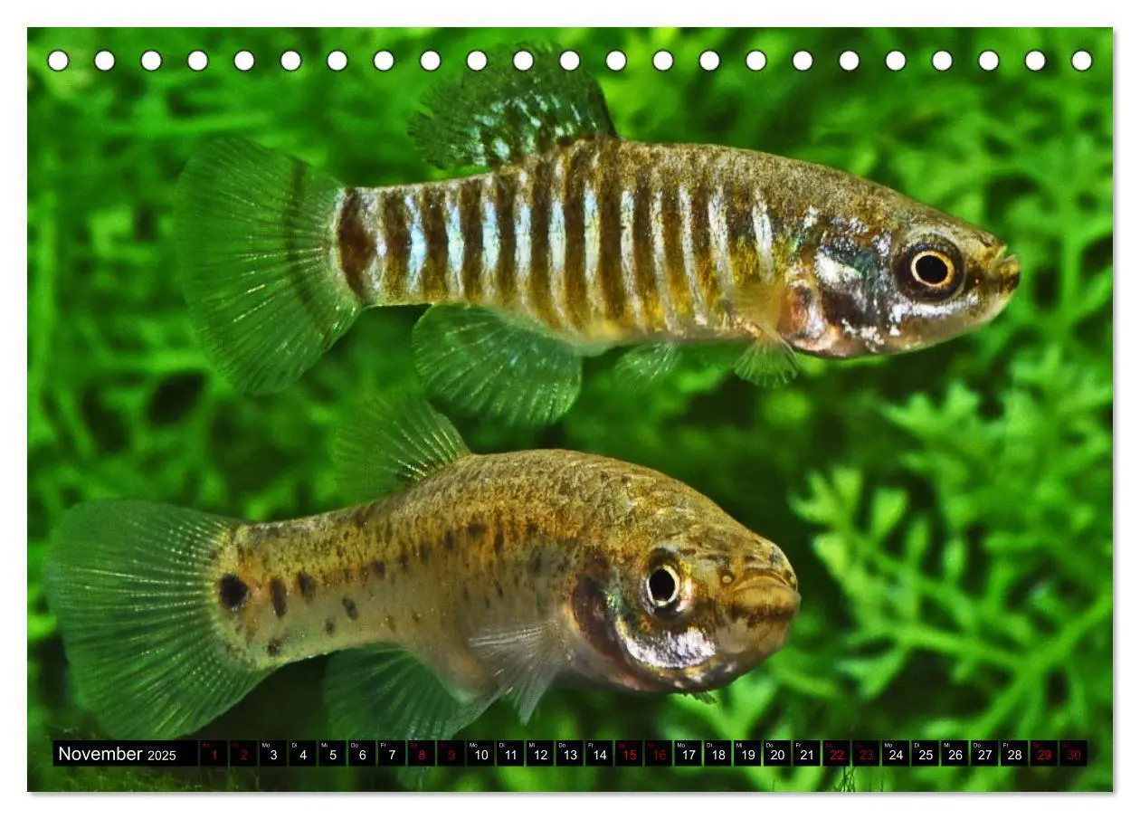 Bild: 9783383912184 | Outdoor-Aquaristik (Tischkalender 2025 DIN A5 quer), CALVENDO...