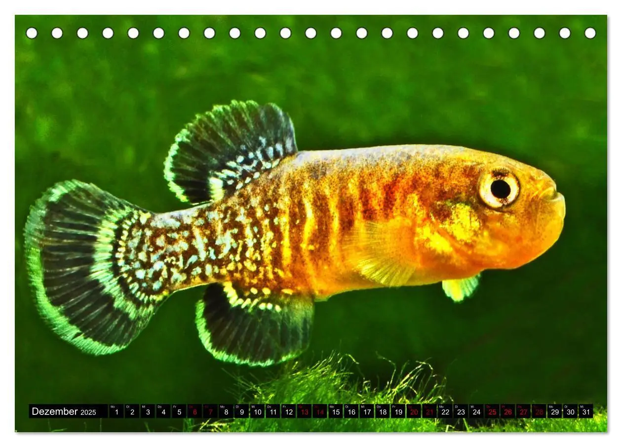 Bild: 9783383912184 | Outdoor-Aquaristik (Tischkalender 2025 DIN A5 quer), CALVENDO...