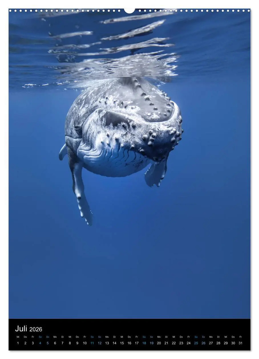 Bild: 9783516412284 | Im Reich der Wale (hochwertiger Premium Wandkalender 2026 DIN A2...