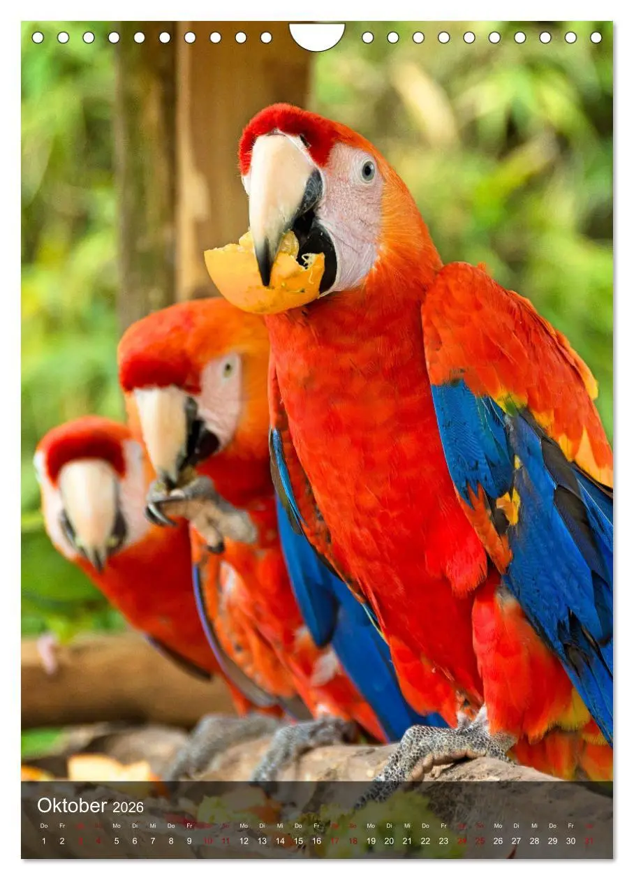 Bild: 9783516332384 | Papageien - exotische Schönheiten (Wandkalender 2026 DIN A4 hoch),...