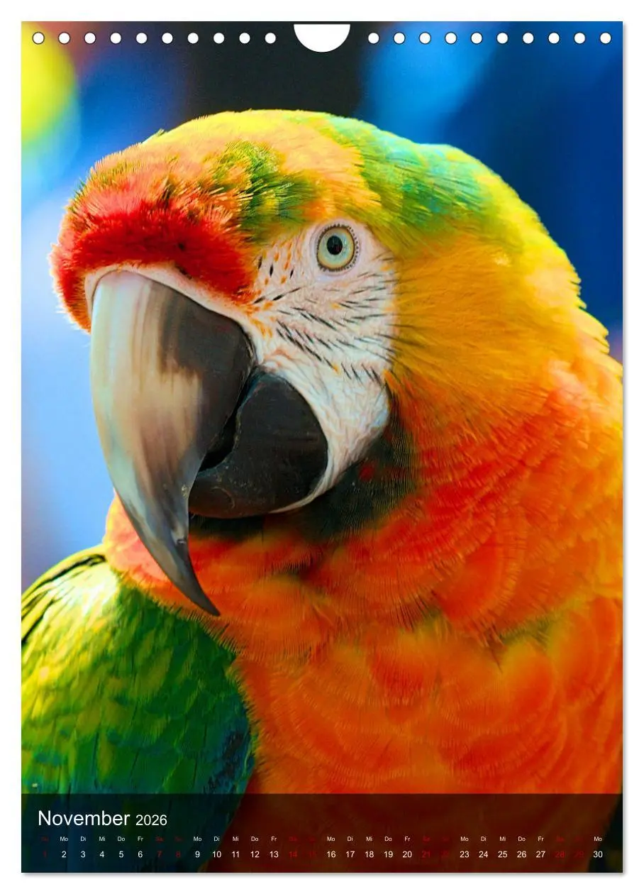 Bild: 9783516332384 | Papageien - exotische Schönheiten (Wandkalender 2026 DIN A4 hoch),...