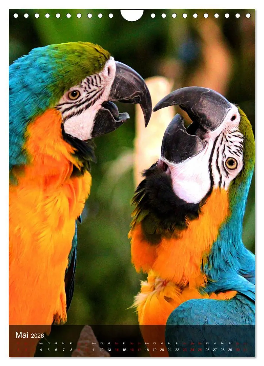 Bild: 9783516332384 | Papageien - exotische Schönheiten (Wandkalender 2026 DIN A4 hoch),...