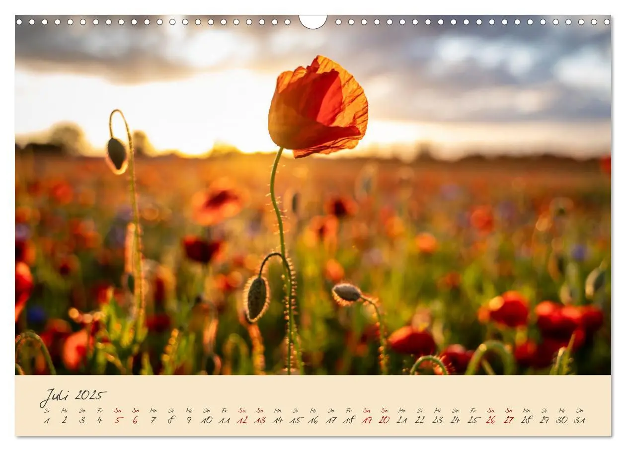 Bild: 9783383982484 | Friedländer Große Wiese (Wandkalender 2025 DIN A3 quer), CALVENDO...