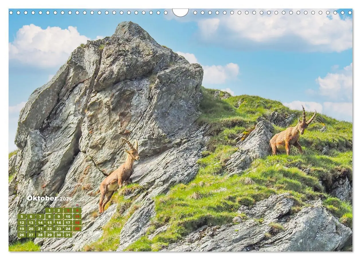 Bild: 9783457682784 | Großglockner, Alpen, Murmeltiere &amp; mehr by VogtArt (Wandkalender...