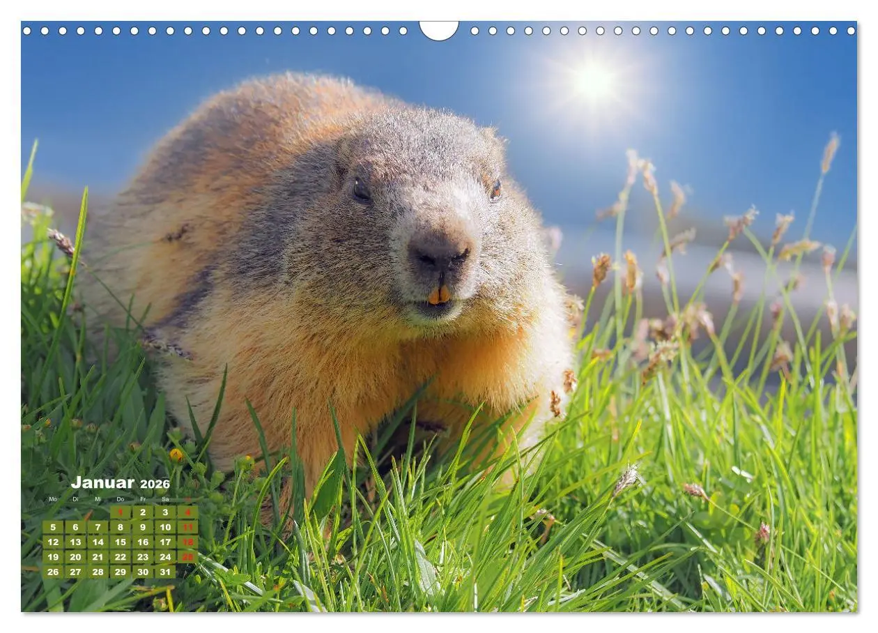 Bild: 9783457682784 | Großglockner, Alpen, Murmeltiere &amp; mehr by VogtArt (Wandkalender...