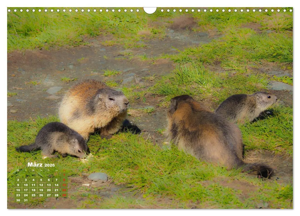 Bild: 9783457682784 | Großglockner, Alpen, Murmeltiere &amp; mehr by VogtArt (Wandkalender...