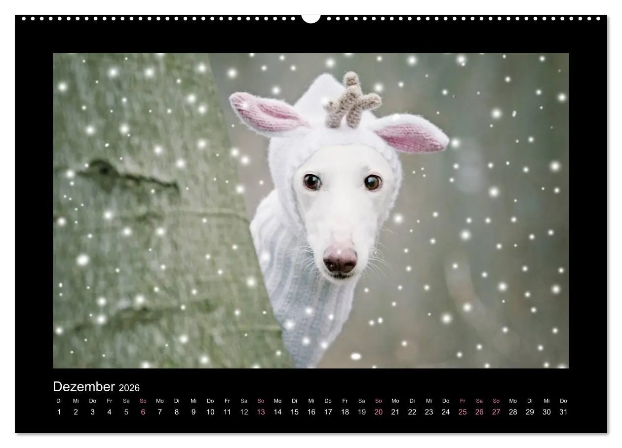 Bild: 9783516082784 | Windhund bunt (hochwertiger Premium Wandkalender 2026 DIN A2 quer),...