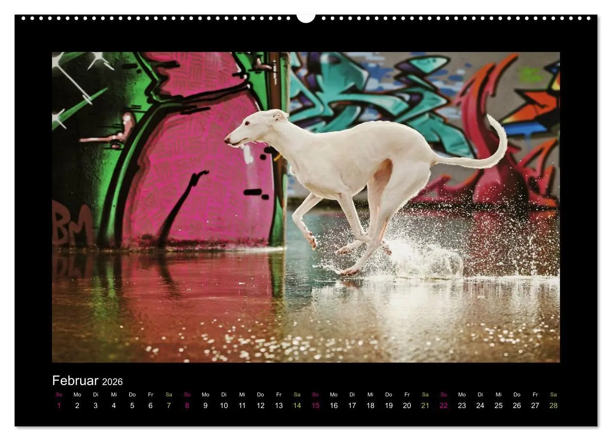 Bild: 9783516082784 | Windhund bunt (hochwertiger Premium Wandkalender 2026 DIN A2 quer),...