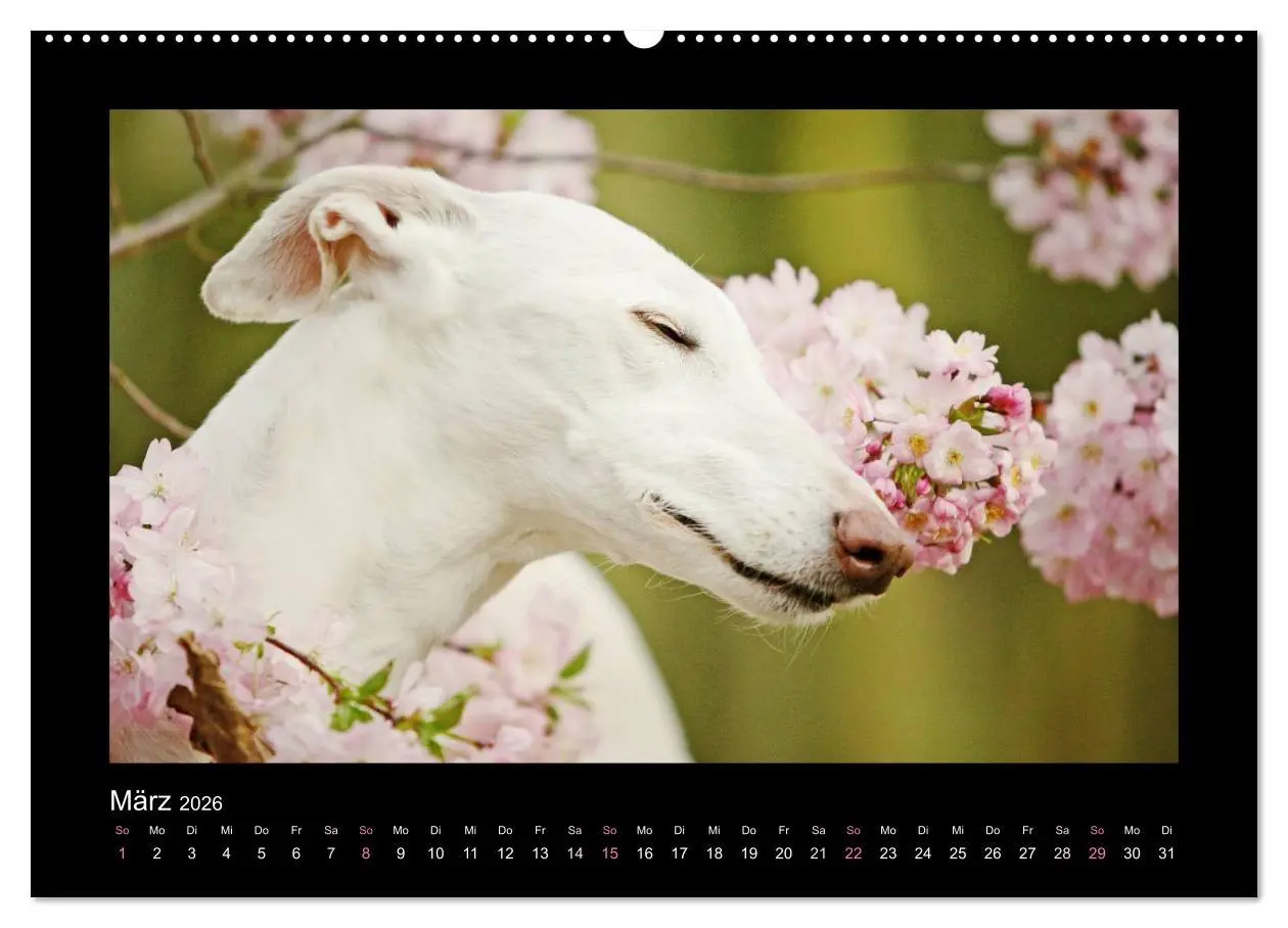 Bild: 9783516082784 | Windhund bunt (hochwertiger Premium Wandkalender 2026 DIN A2 quer),...