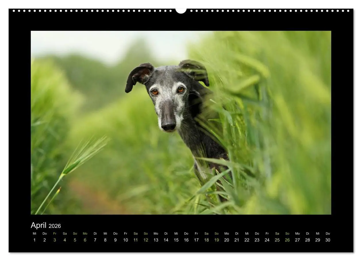 Bild: 9783516082784 | Windhund bunt (hochwertiger Premium Wandkalender 2026 DIN A2 quer),...