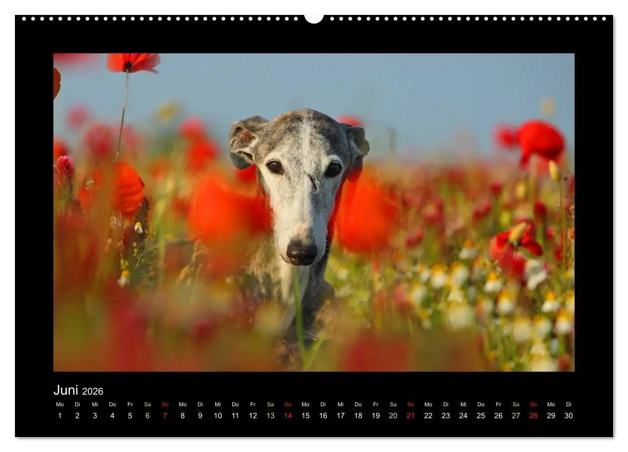 Bild: 9783516082784 | Windhund bunt (hochwertiger Premium Wandkalender 2026 DIN A2 quer),...
