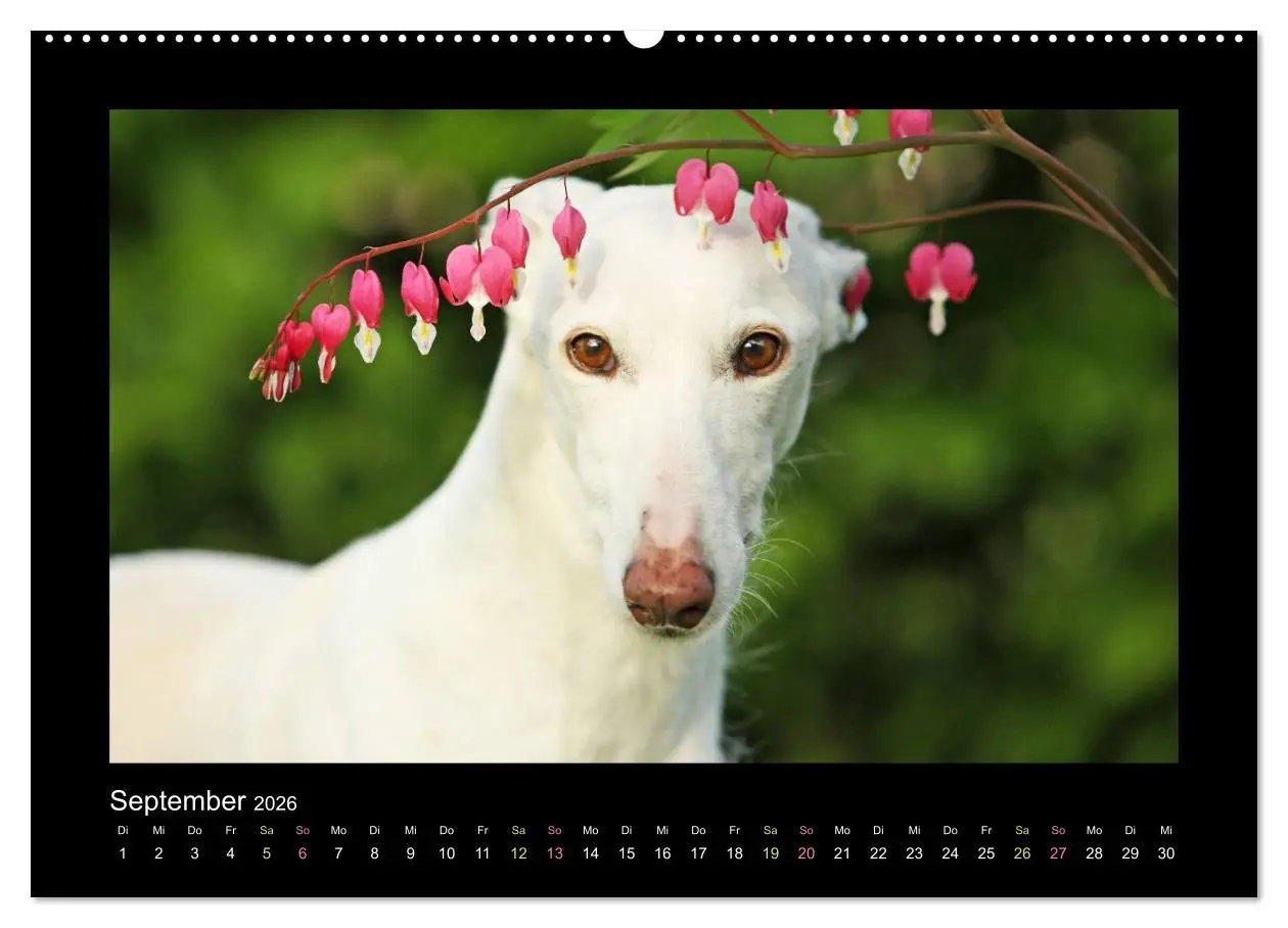 Bild: 9783516082784 | Windhund bunt (hochwertiger Premium Wandkalender 2026 DIN A2 quer),...