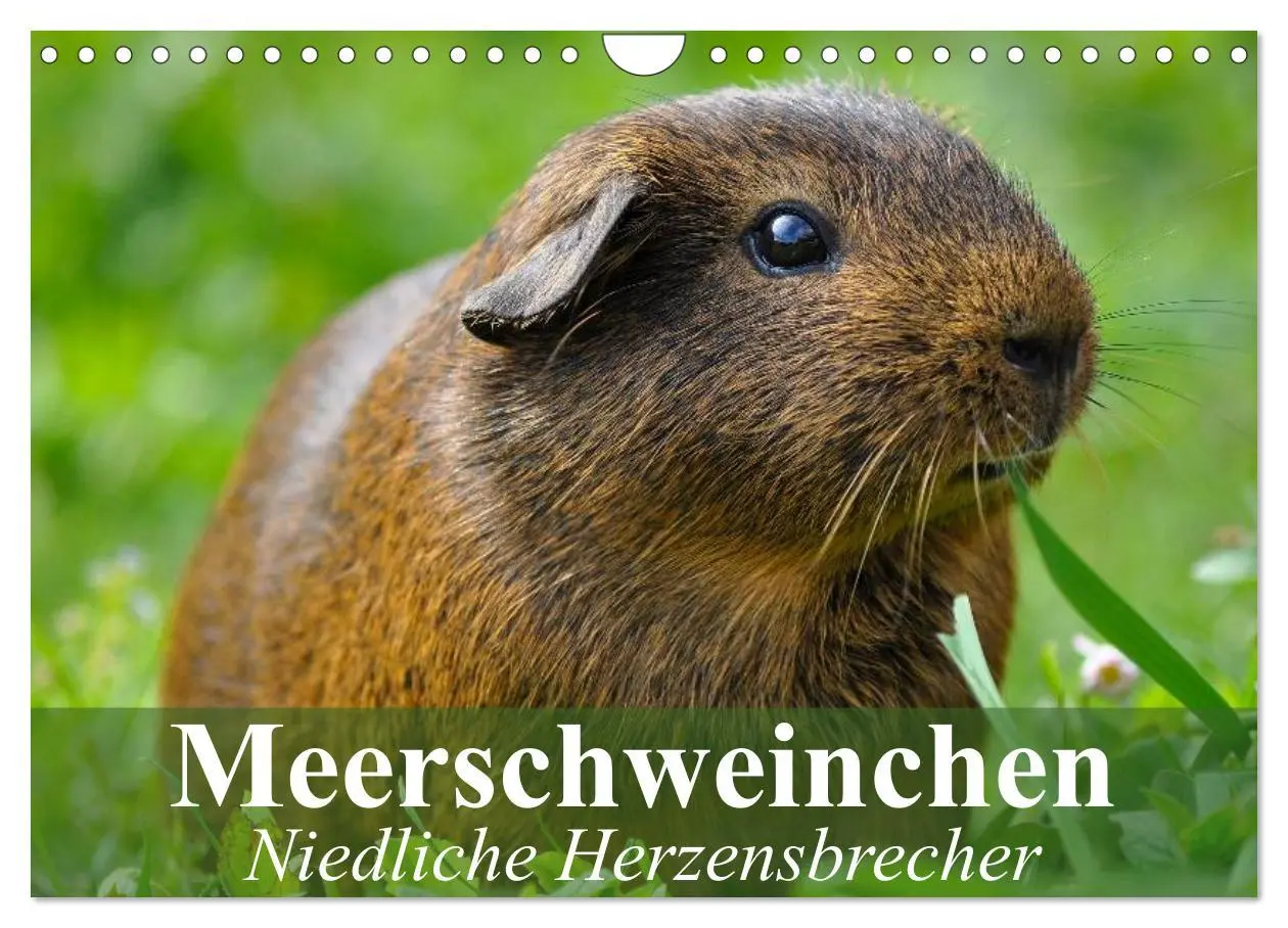 Cover: 9783516142884 | Meerschweinchen Niedliche Herzensbrecher (Wandkalender 2026 DIN A4...