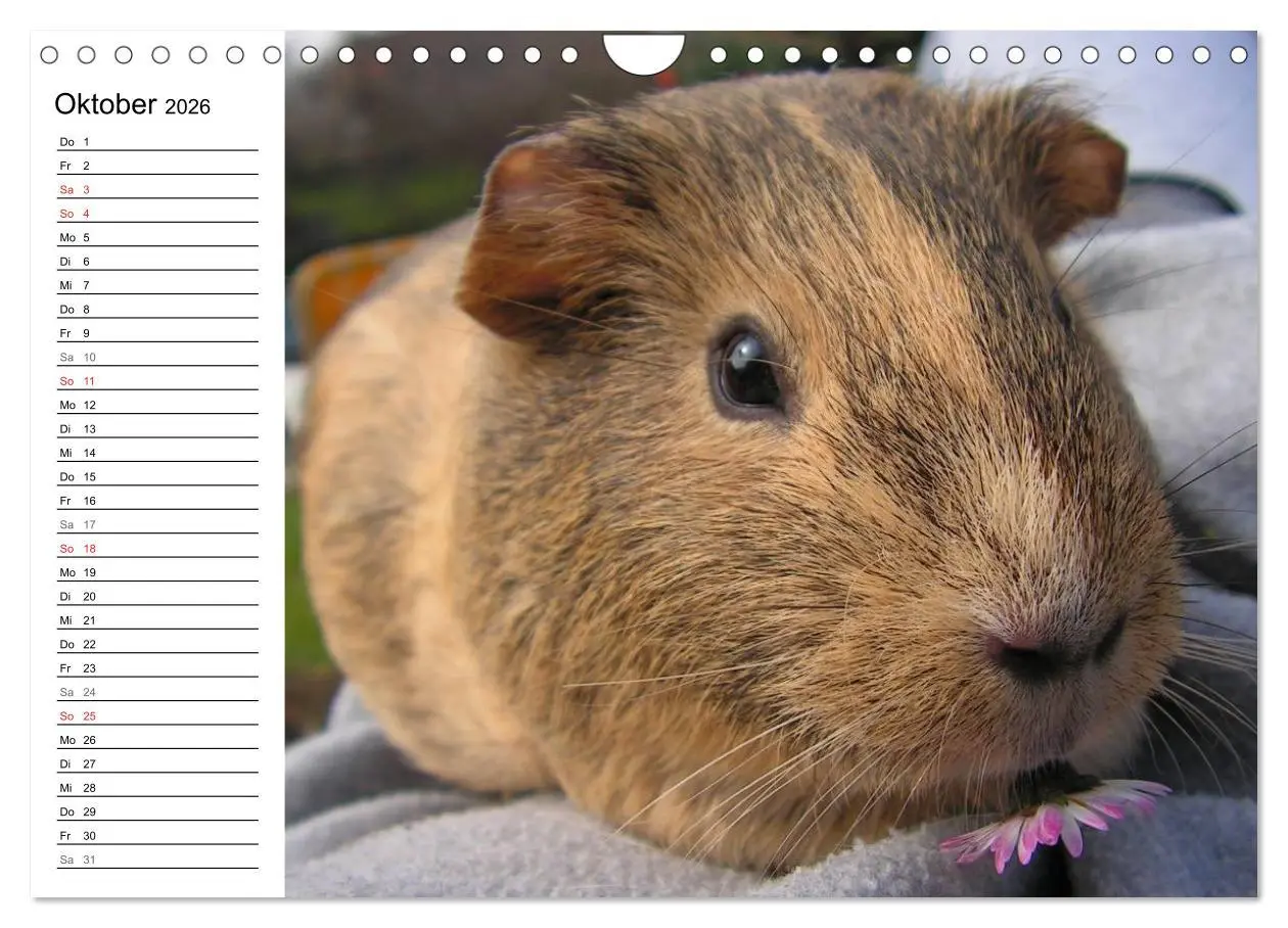Bild: 9783516142884 | Meerschweinchen Niedliche Herzensbrecher (Wandkalender 2026 DIN A4...