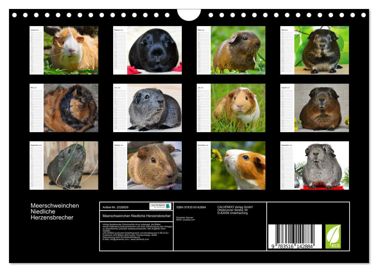 Bild: 9783516142884 | Meerschweinchen Niedliche Herzensbrecher (Wandkalender 2026 DIN A4...