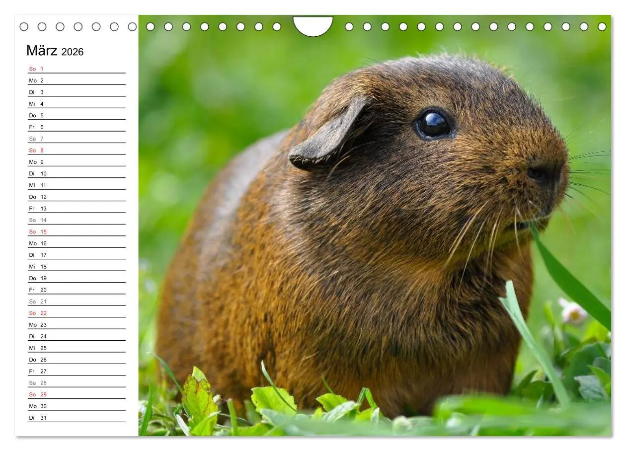 Bild: 9783516142884 | Meerschweinchen Niedliche Herzensbrecher (Wandkalender 2026 DIN A4...