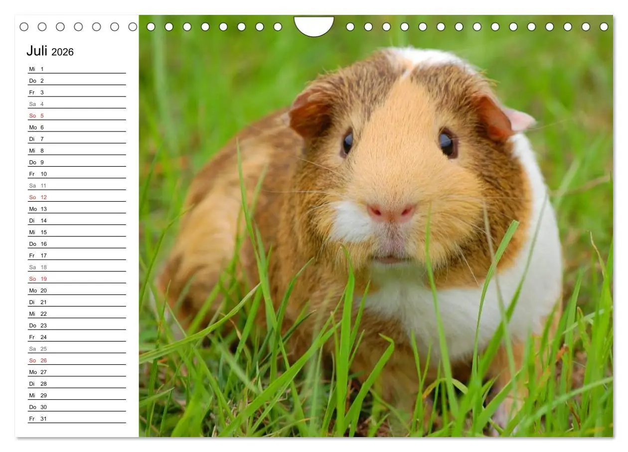 Bild: 9783516142884 | Meerschweinchen Niedliche Herzensbrecher (Wandkalender 2026 DIN A4...