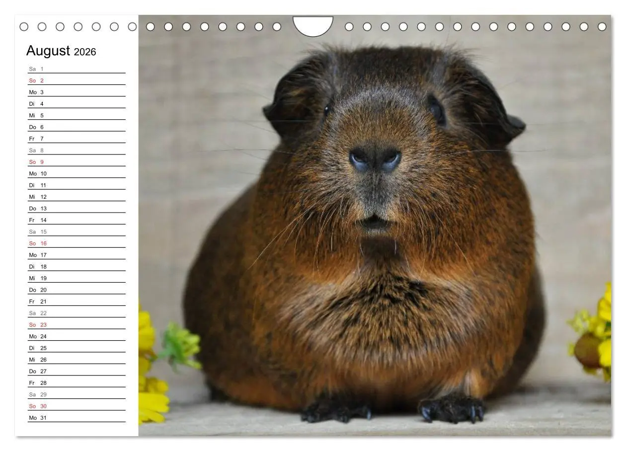 Bild: 9783516142884 | Meerschweinchen Niedliche Herzensbrecher (Wandkalender 2026 DIN A4...