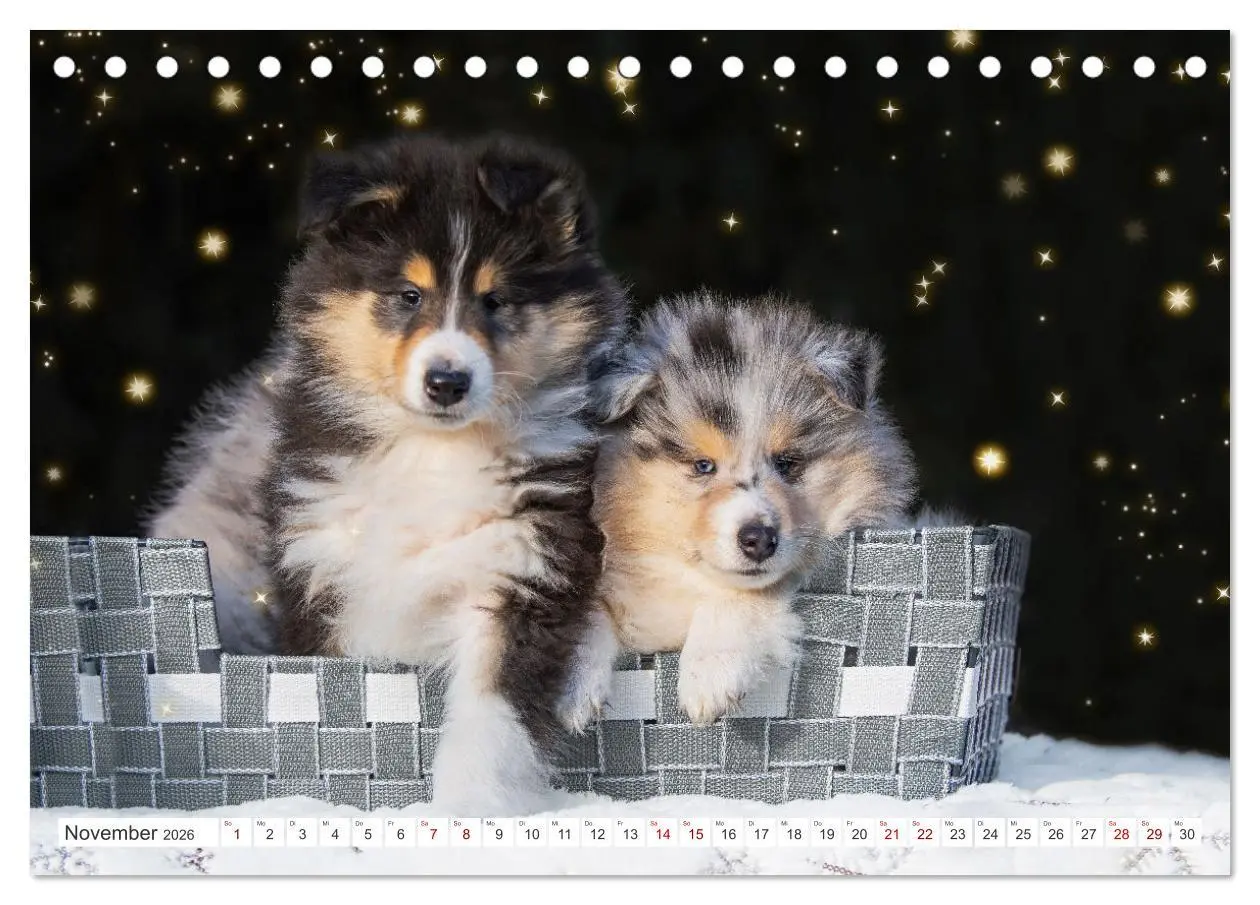 Bild: 9783457483084 | Collies - die schönsten Hunde der Welt (Tischkalender 2026 DIN A5...