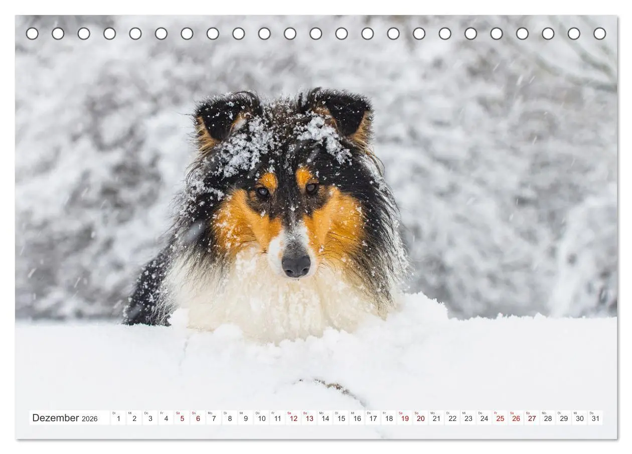 Bild: 9783457483084 | Collies - die schönsten Hunde der Welt (Tischkalender 2026 DIN A5...