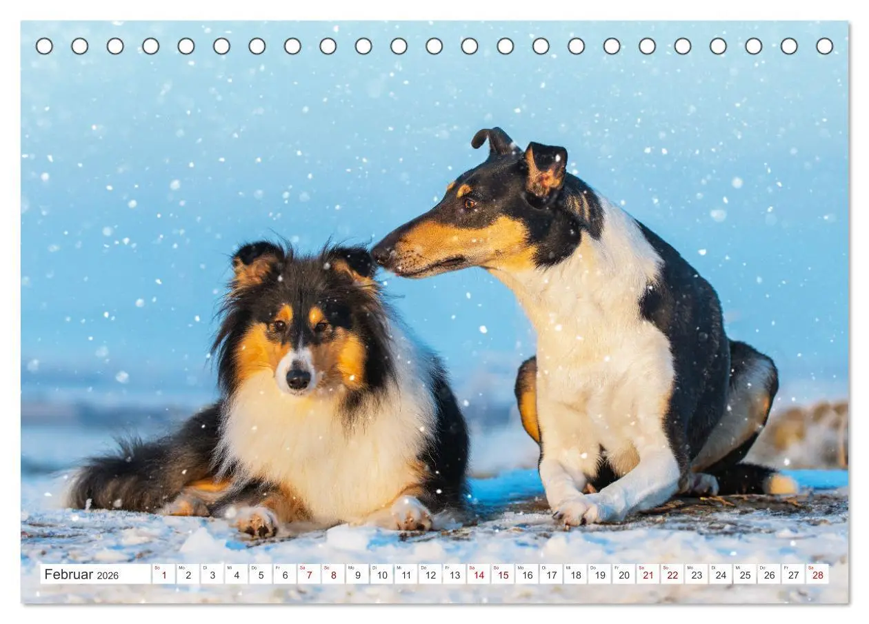 Bild: 9783457483084 | Collies - die schönsten Hunde der Welt (Tischkalender 2026 DIN A5...