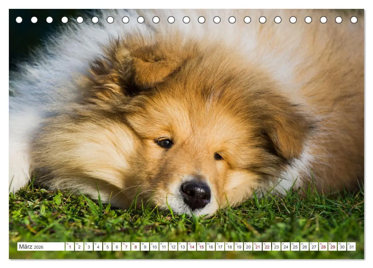Bild: 9783457483084 | Collies - die schönsten Hunde der Welt (Tischkalender 2026 DIN A5...