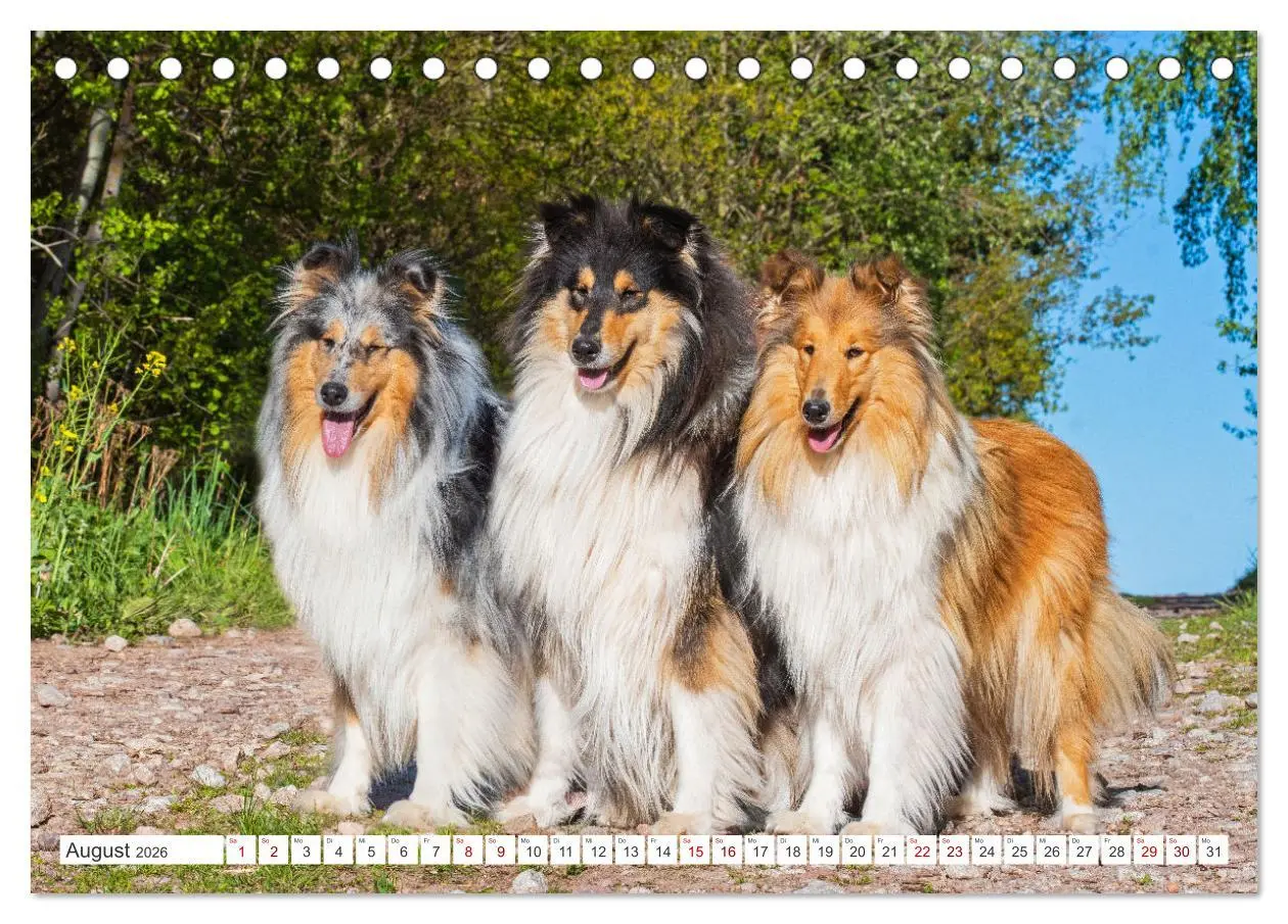 Bild: 9783457483084 | Collies - die schönsten Hunde der Welt (Tischkalender 2026 DIN A5...