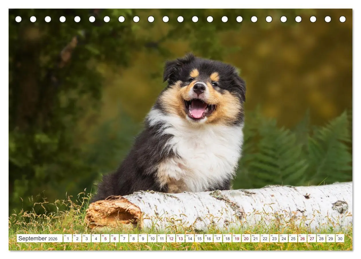 Bild: 9783457483084 | Collies - die schönsten Hunde der Welt (Tischkalender 2026 DIN A5...