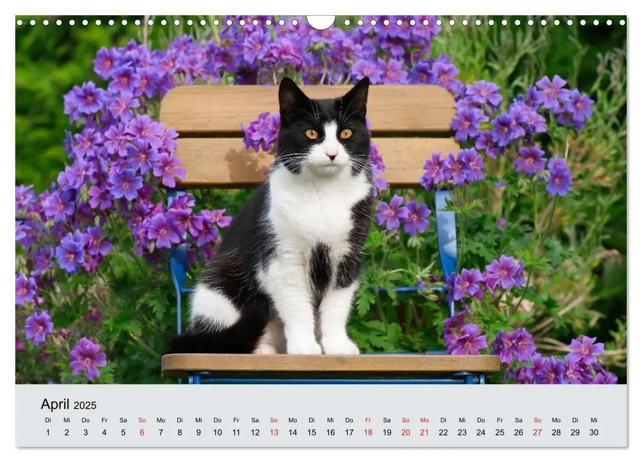 Bild: 9783435823284 | Katzen im Garten (Wandkalender 2025 DIN A3 quer), CALVENDO...