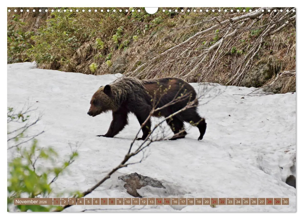 Bild: 9783457603284 | Wilde Bärenwelt (Wandkalender 2026 DIN A3 quer), CALVENDO...