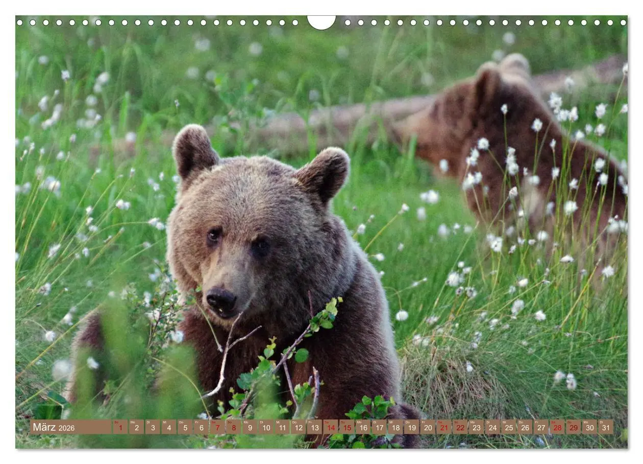 Bild: 9783457603284 | Wilde Bärenwelt (Wandkalender 2026 DIN A3 quer), CALVENDO...