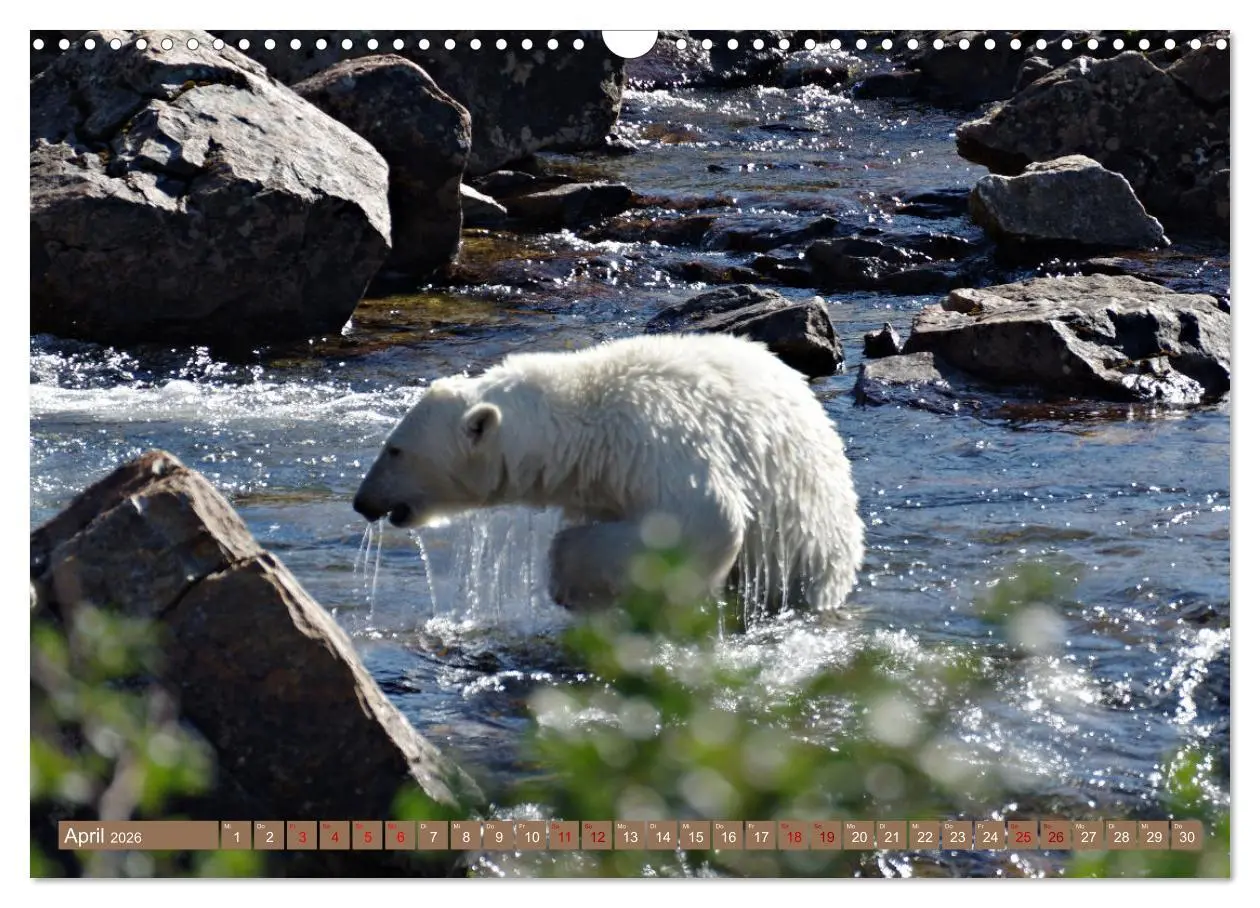 Bild: 9783457603284 | Wilde Bärenwelt (Wandkalender 2026 DIN A3 quer), CALVENDO...