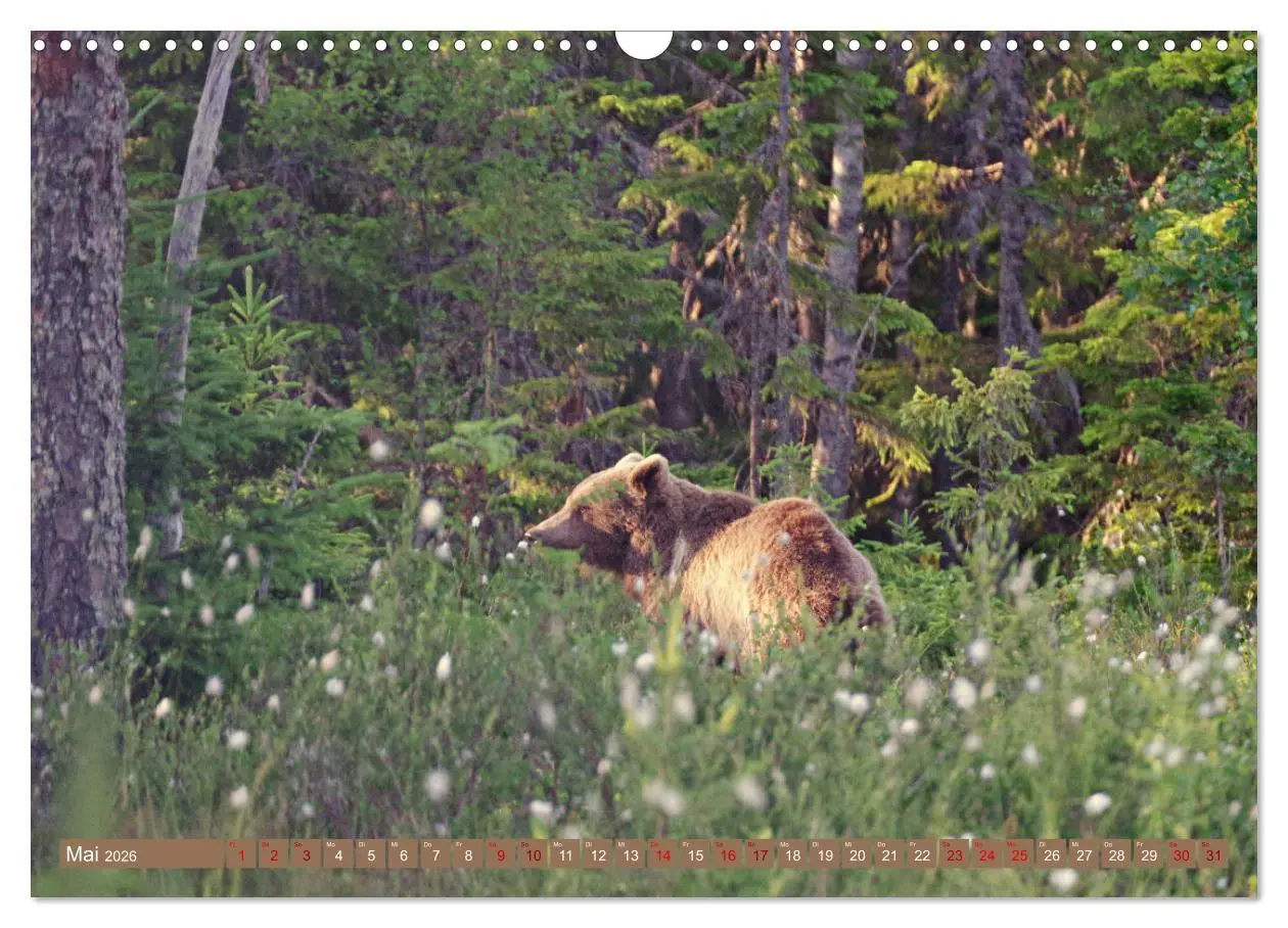 Bild: 9783457603284 | Wilde Bärenwelt (Wandkalender 2026 DIN A3 quer), CALVENDO...