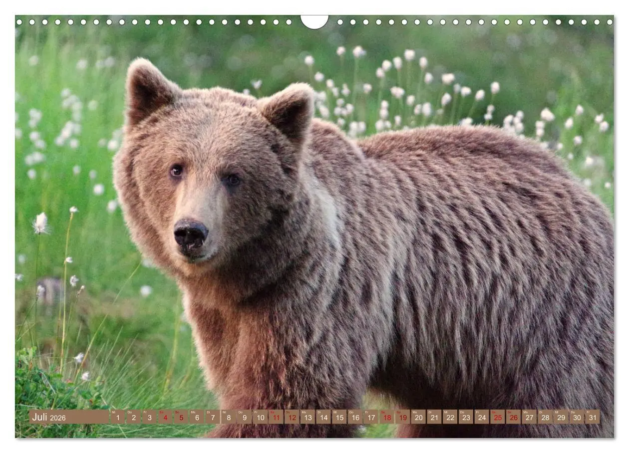 Bild: 9783457603284 | Wilde Bärenwelt (Wandkalender 2026 DIN A3 quer), CALVENDO...