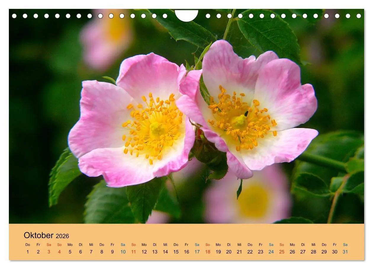 Bild: 9783516173284 | Wildblumen 2026 (Wandkalender 2026 DIN A4 quer), CALVENDO...