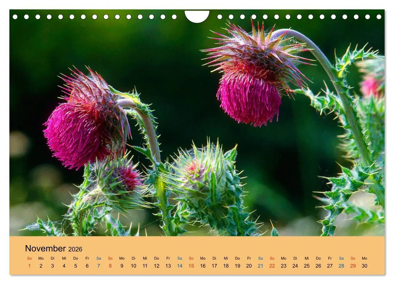 Bild: 9783516173284 | Wildblumen 2026 (Wandkalender 2026 DIN A4 quer), CALVENDO...