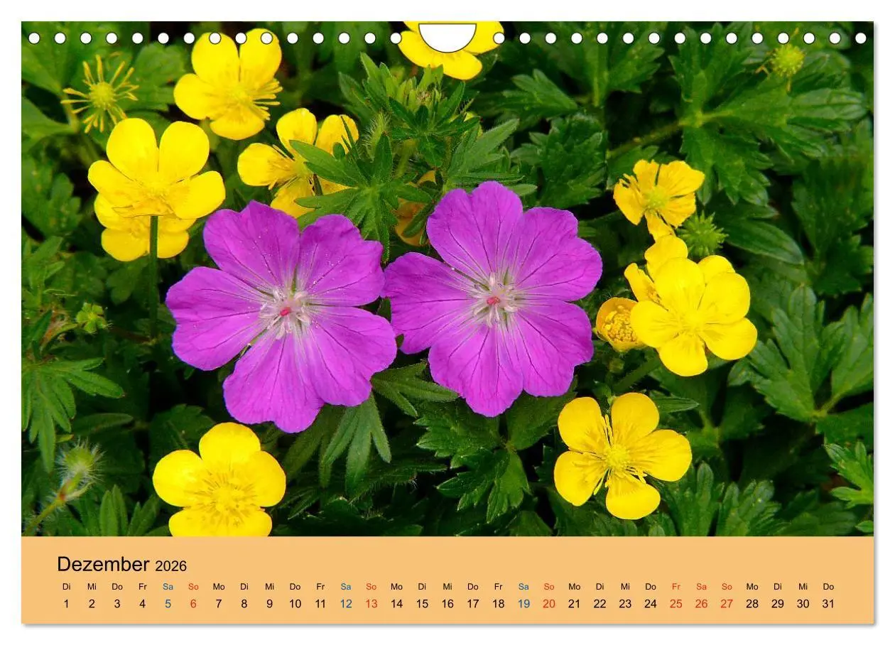 Bild: 9783516173284 | Wildblumen 2026 (Wandkalender 2026 DIN A4 quer), CALVENDO...