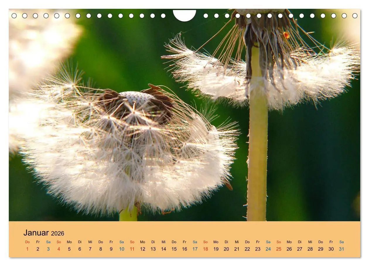 Bild: 9783516173284 | Wildblumen 2026 (Wandkalender 2026 DIN A4 quer), CALVENDO...