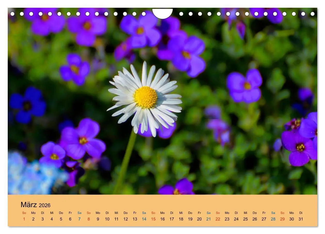 Bild: 9783516173284 | Wildblumen 2026 (Wandkalender 2026 DIN A4 quer), CALVENDO...